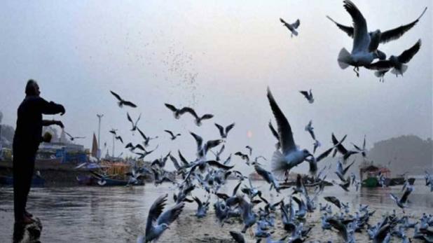 मुंबई में सीगल को नमकीन चुगा रहे लोग, बीमार पड़ रहीं विदेशी चिड़िया
